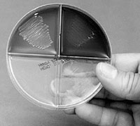 Haemophilus ID Quad