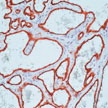 anti-CD34 (Endothelial Cell Marker), Clone: QBEnd/10, Thermo Scientific* Lab Vision