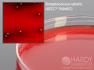 Bovine Blood Agar w/Esculin