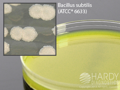 Bacillus Cereus Selective Agar