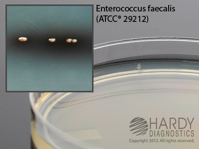 Bile Esculin Agar, BEA