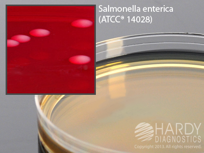 Brilliant Green Agar