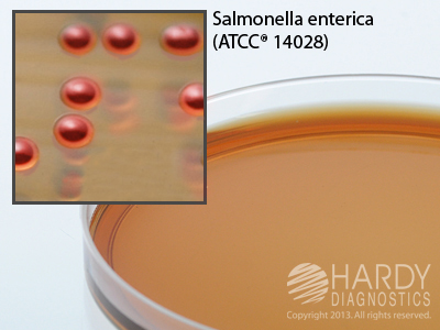 BG (Brilliant Green) Sulfa Agar
