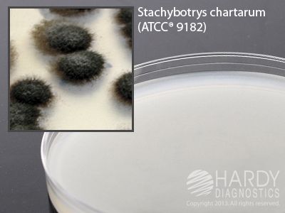 Cellulose Agar, deep fill, 15x100mm plate