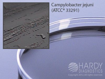 Campy Blood Free Karmali