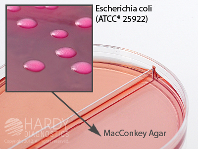 CIN Agar/MacConkey Agar With Sorbitol