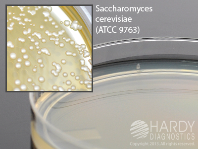 DG-18 Agar (Dichloran-Glycerol), deep fill, 15x100mm plate