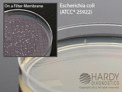 m-HPC (Heterotrophic Plate Count) Agar
