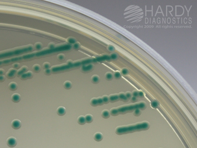 HardyCHROM� E. sakazakii