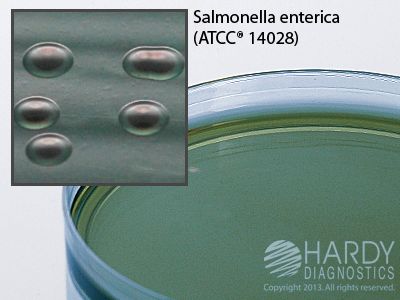 HE (Hektoen Enteric) Agar (Hardy)