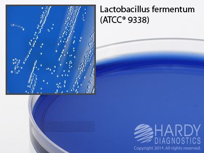 HHD Medium <b>MINIMUM ORDER: 10 packs