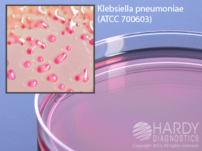 MacConkey Agar w/Cefotaxime, 18mL