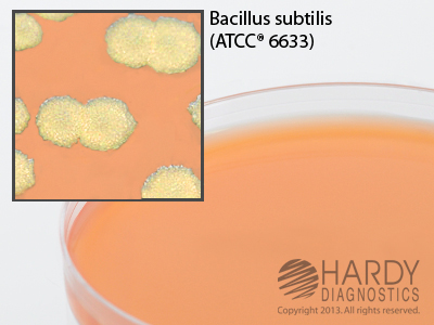 Mannitol Yolk Polymyxin Agar