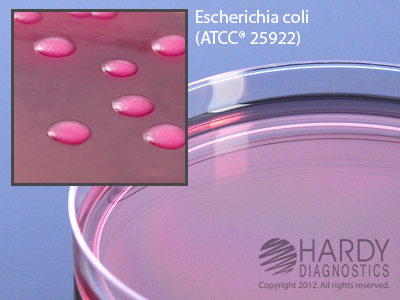 MacConkey Agar with Ciprofloxacin, Liss formulation