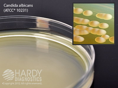 Malt Extract Agar with 0.01% Chloramphenicol, deep fill, 15x100mm plate