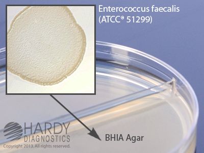 MRSA Mueller Hinton Agar /BHIA with Vancomycin