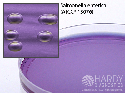 LIA (Lysine Iron Agar) Agar, Modified <b>(MINIMUM ORDER: 10 packs)