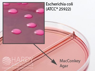 MacConkey / MacConkey Agar