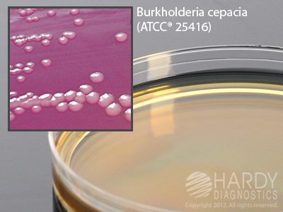 PC, Pseudomonas (Burkholderia) Cepacia Agar