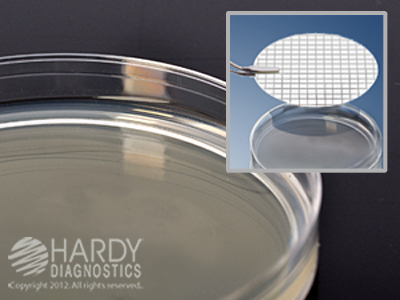 R2A Agar, Small Plate 15x60mm