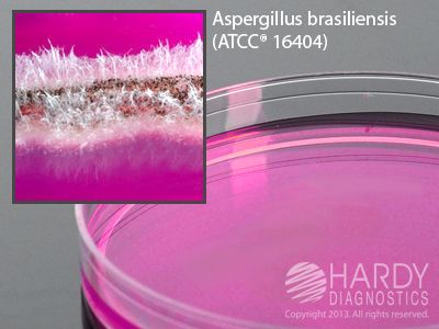 Rose Bengal Agar with Chloramphenicol, deep fill, 15x100mm plate