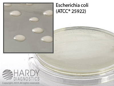 R2A Agar with D/E Contact Plates