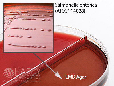 Rose Agar/EMB <b>MINIMUM ORDER: 20 packs