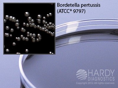 Regan Lowe w/o Cephalexin