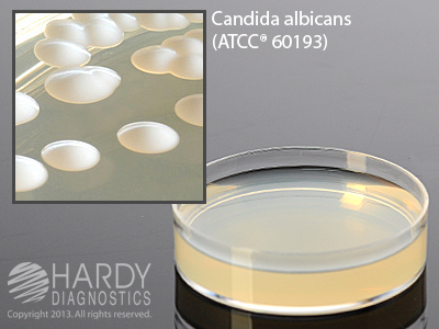 Sabdex Agar w/Gentamycin & Chloramphenicol