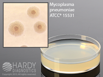 PPLO Selective Agar, w/Thallium Acetate, Amphotericin, & Penicillin