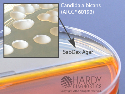 Sabdex C&G/DTM Biplate
