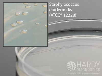 Standard Methods Agar (Plate Count Agar) without label