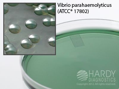 TCBS Agar, for Vibrio
