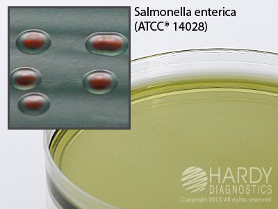 Tergitol 7 Agar with TTC