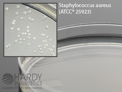 Tryptic Soty Broth Agar 18mL