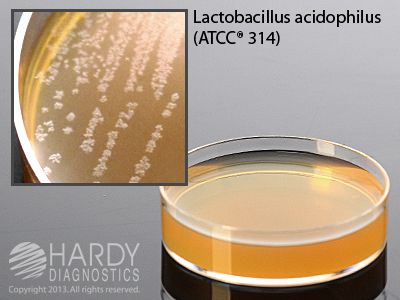 Universal Beer Agar w/Cyclohexamide