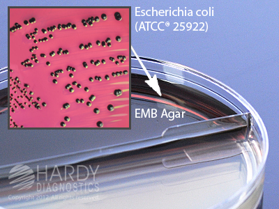 Uro-Checkit�, 15x100mm biplate