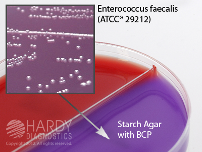 V Agar/Starch Agar with BCP <B>(MINIMUM ORDER: 20 packs)