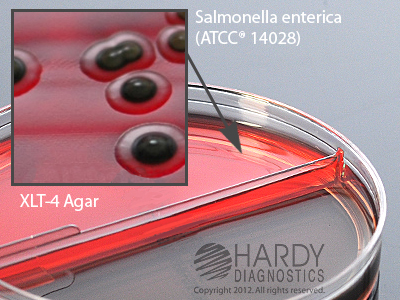 XLT4 Agar / Brilliant Green Agar with Sulfadiazine Biplate