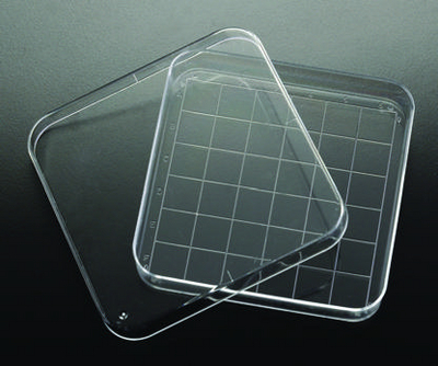 Square Petri Dish, Plain