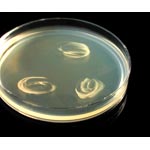 MRSA Screen Plate
