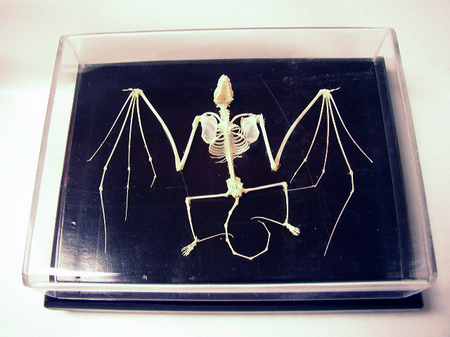 Bat Skeleton, Unmounted