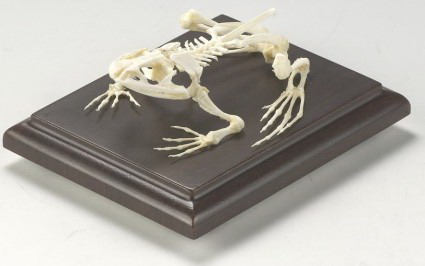 Bullfrog Skeleton, Mounted