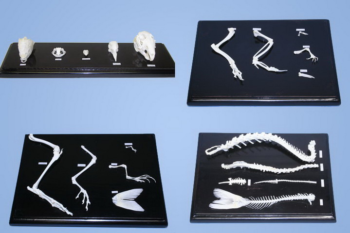 Set of Comparison Skeletons