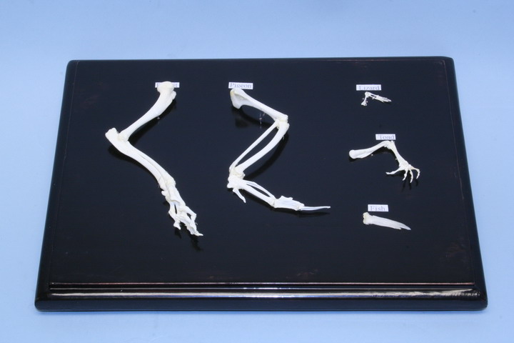 Front Limb Comparison