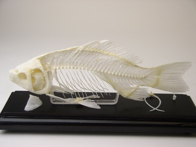 Fish Skeleton, Unmounted