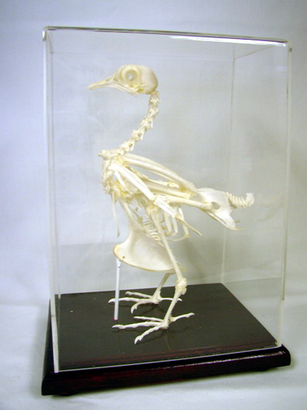 Pigeon Skeleton