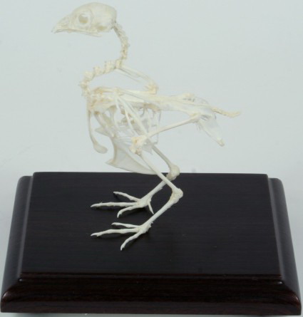 Quail Skeleton, Mounted