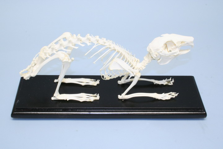 Rabbit Skeleton