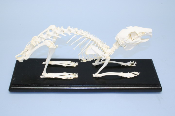Rabbit Skeleton, Unmounted